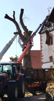Fällung am 26.08.2026